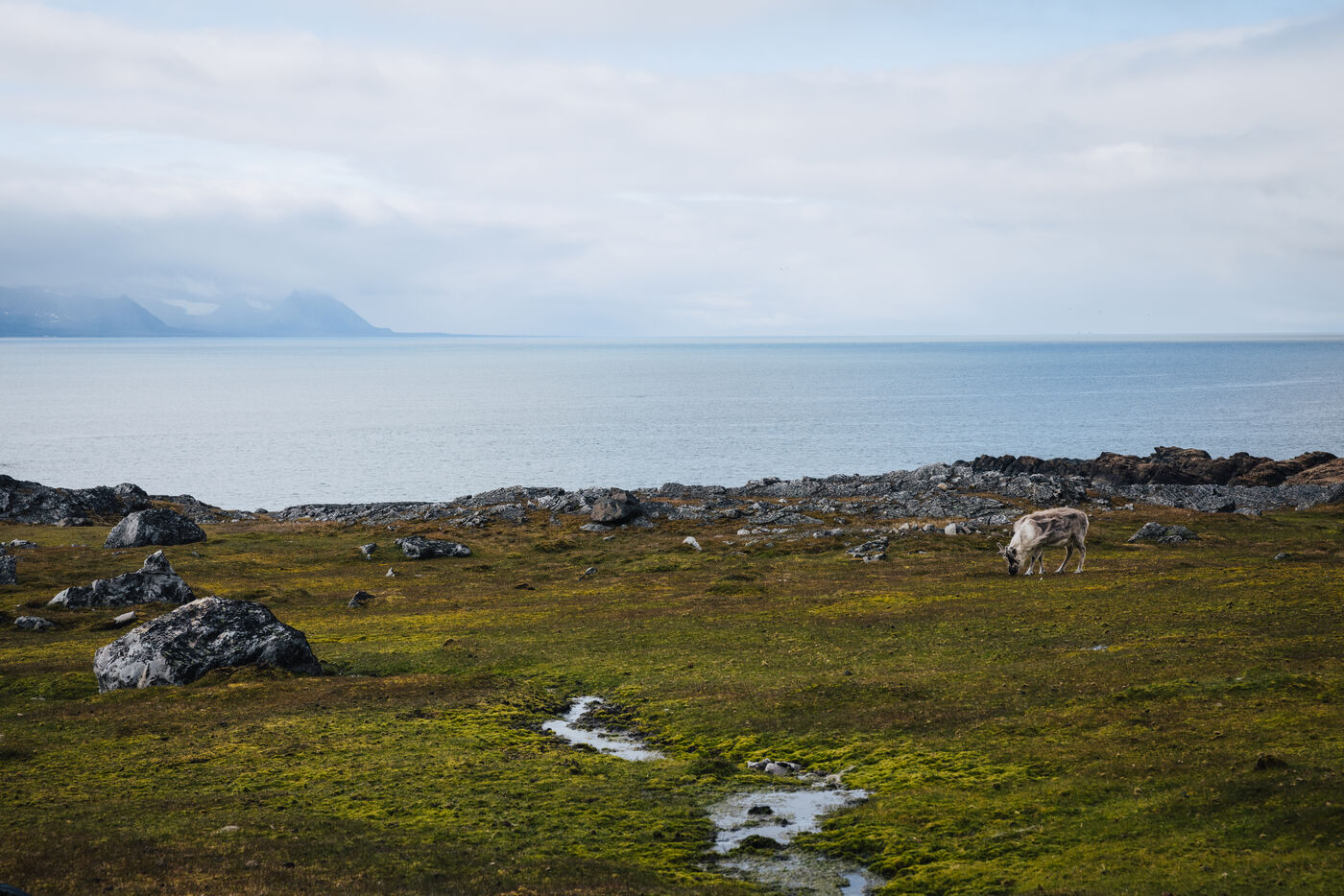 Reindeer grazing on green tundra beside a stream, the sea and mountains beyond