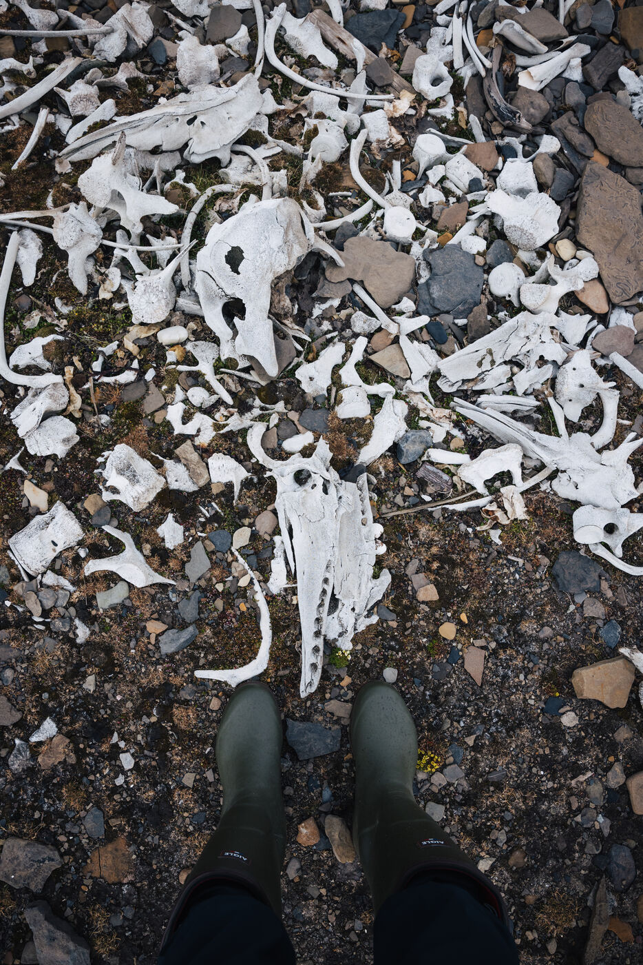 Scattered white beluga bones covering tundra ground in detail