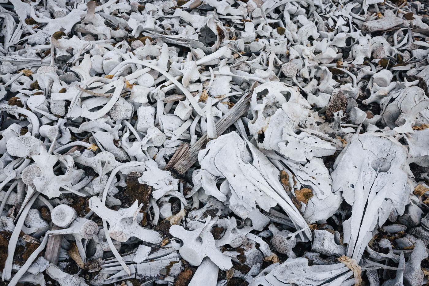Dense carpet of bleached beluga bones and vertebrae