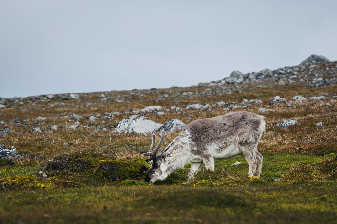 Svalbard reindeer grazing on moss-covered tundra