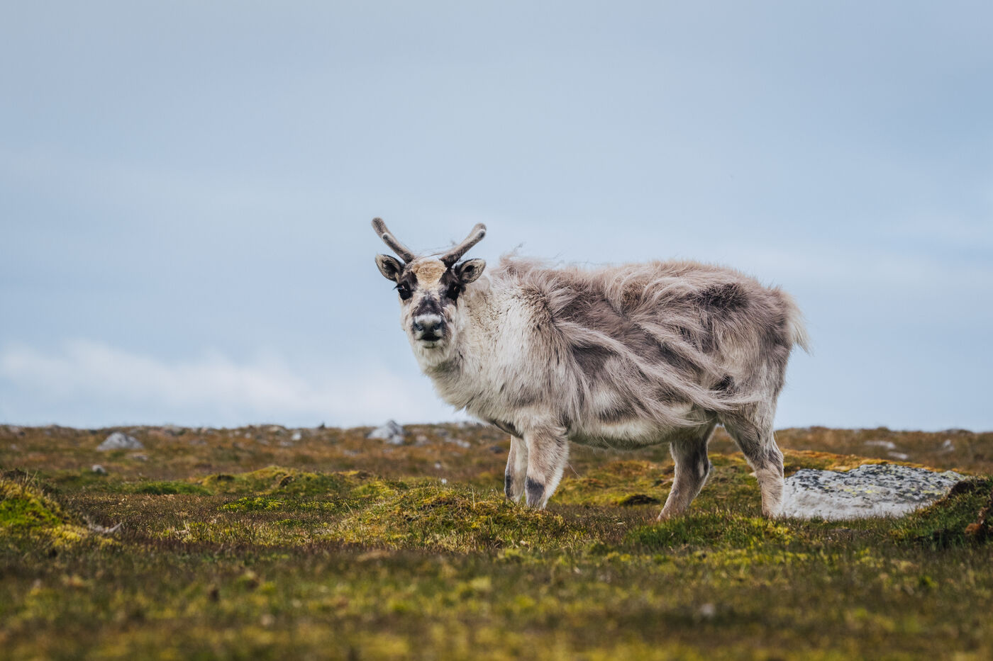 Close portrait of a Svalbard reindeer with shaggy summer coat
