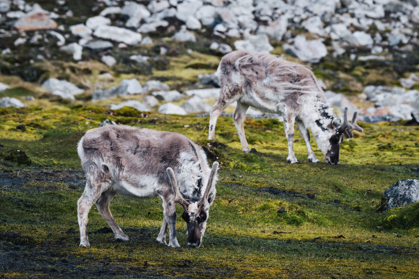 Two reindeer grazing together among rocks on the tundra