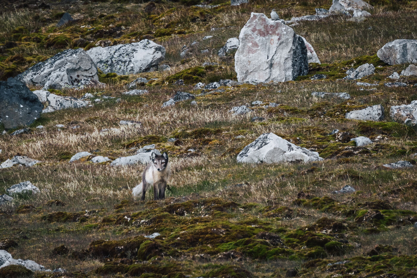 Arctic fox sitting among lichen-covered boulders