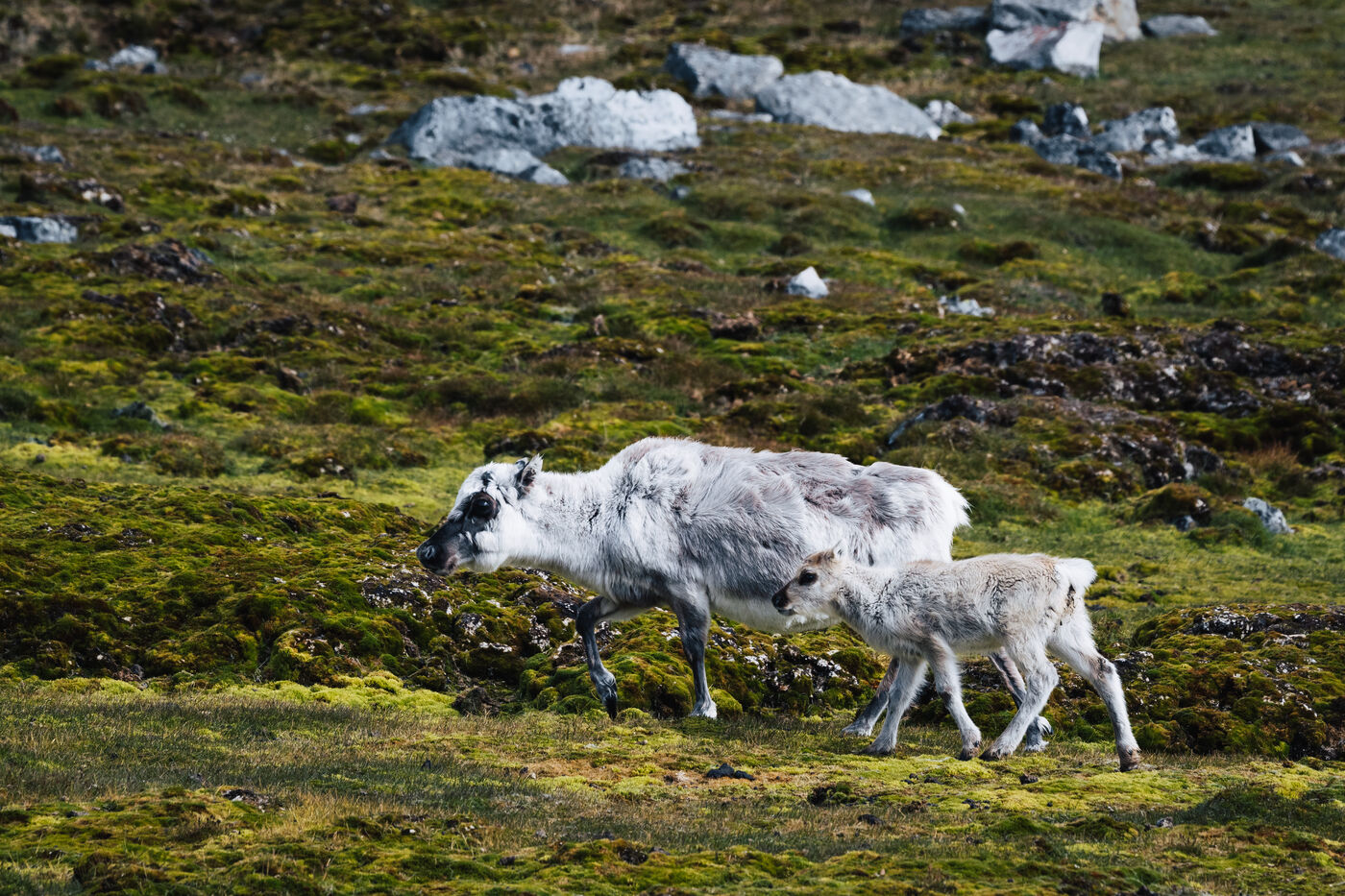 Reindeer mother and calf walking across bright green moss