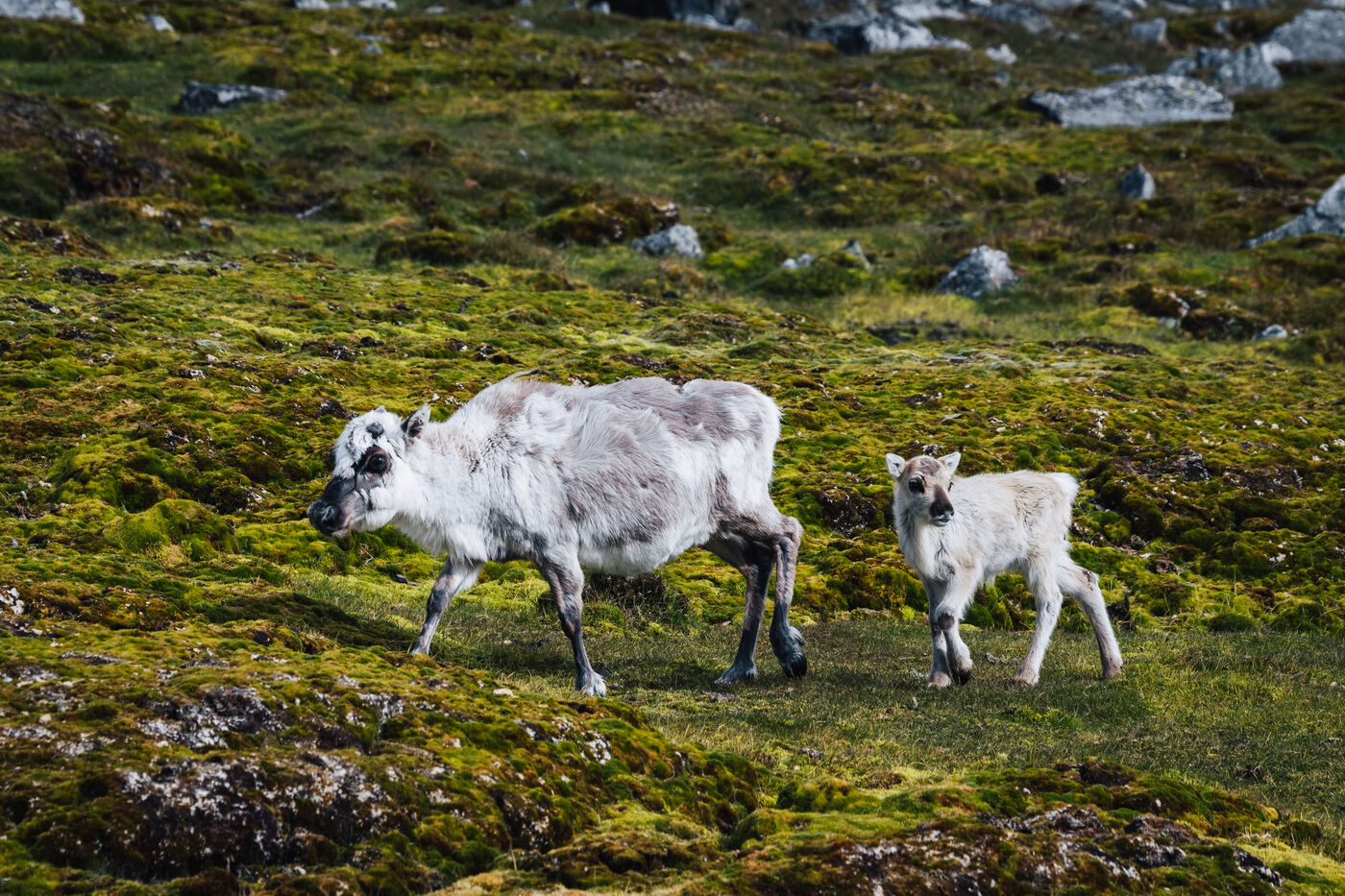 Reindeer cow with young calf pausing on mossy ground