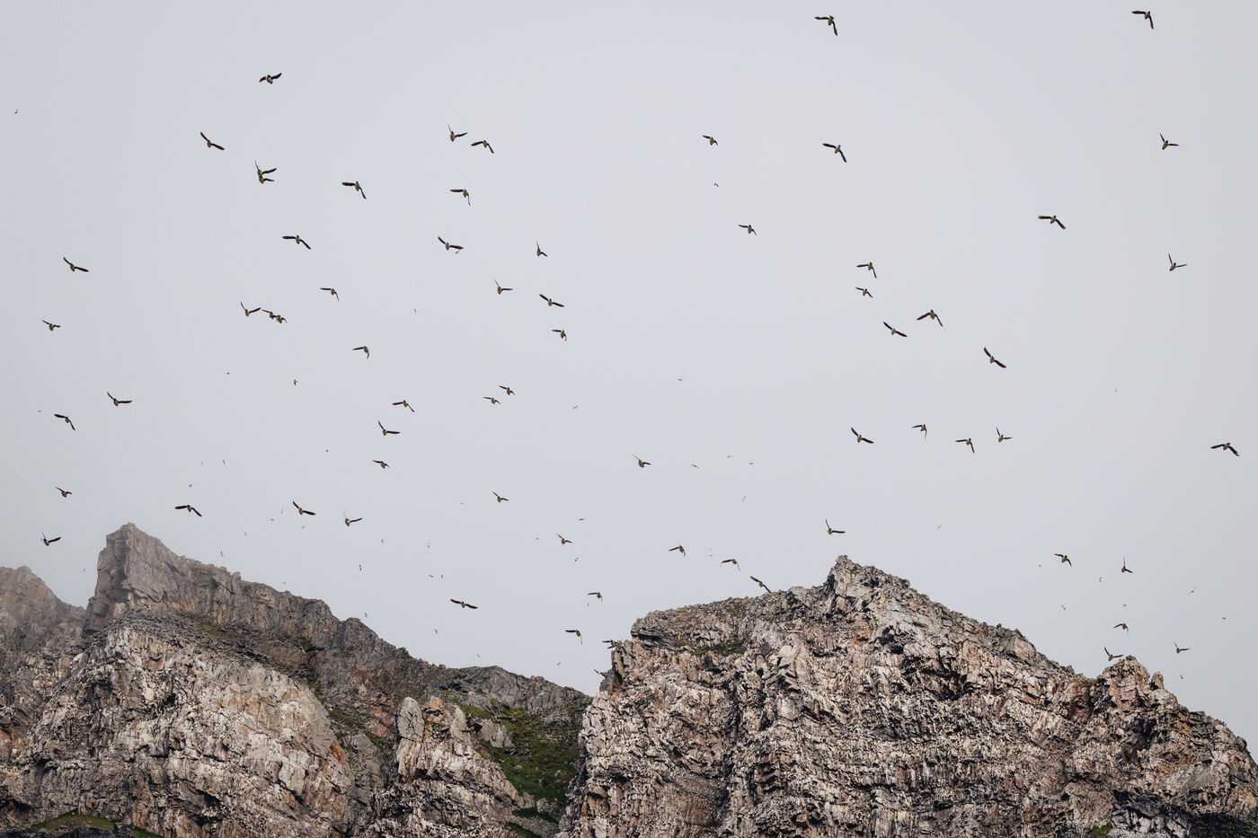 Flock of seabirds swirling over rocky Arctic cliffs