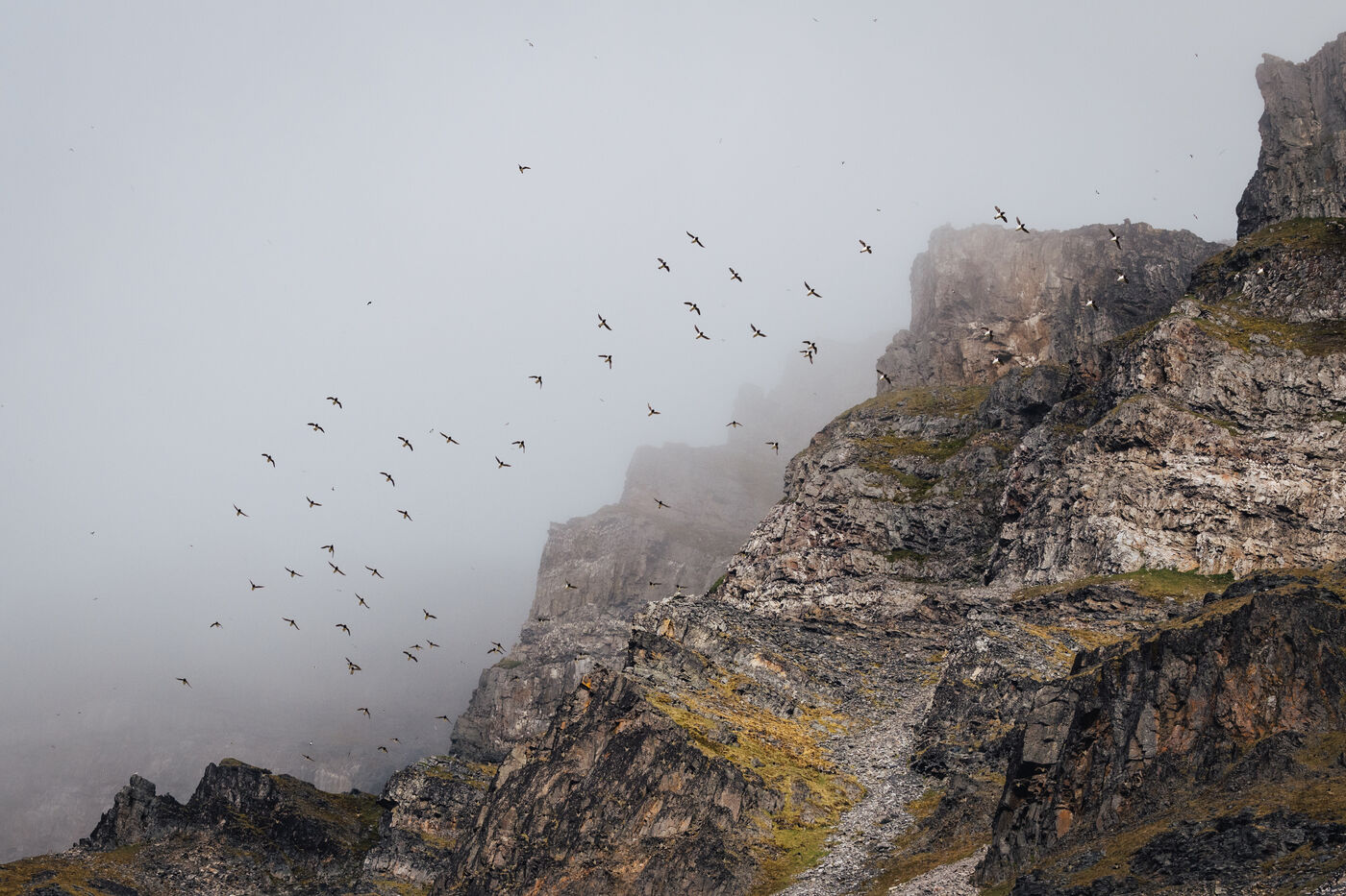 Seabirds soaring past a misty cliff face