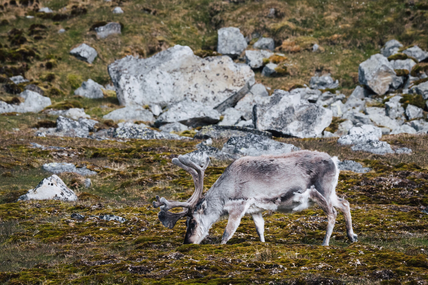 Bull reindeer with large antlers grazing among boulders