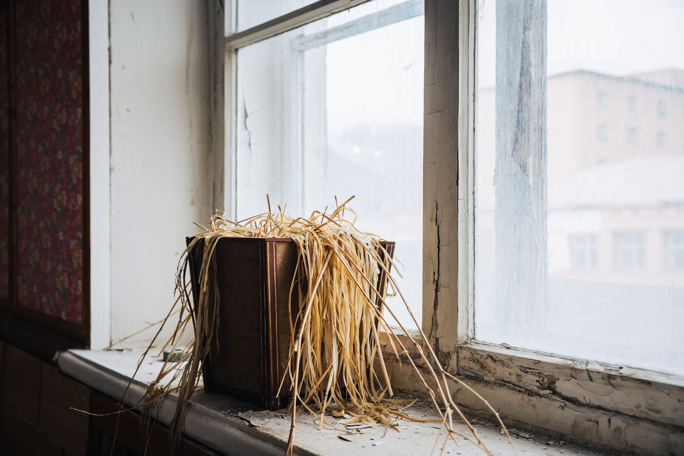 Dried plant or decoration in abandoned window