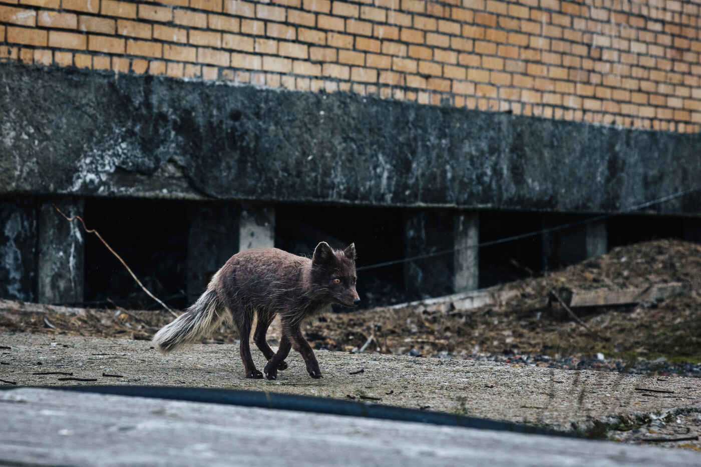 Arctic fox on rubble near building