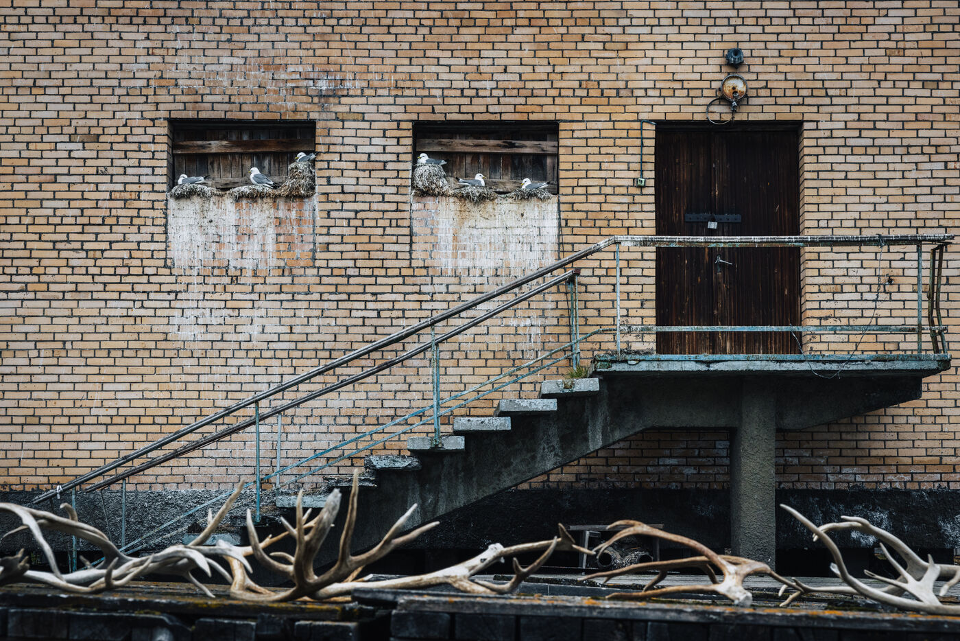 Exterior staircase on a brick building with seabirds nesting in the windows and reindeer antlers below