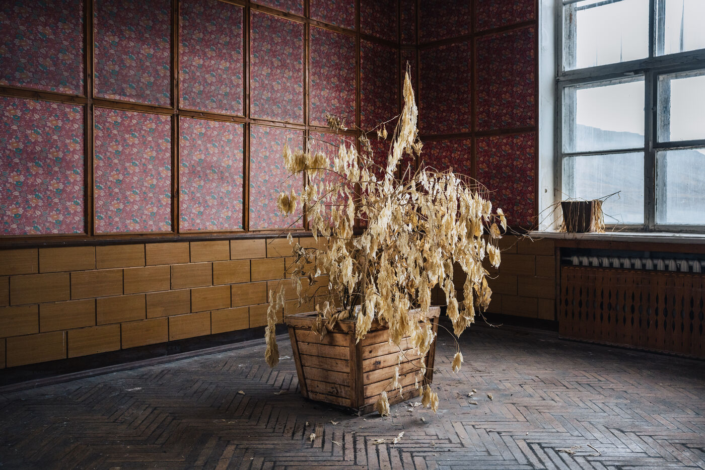 Dried plant or art installation in building