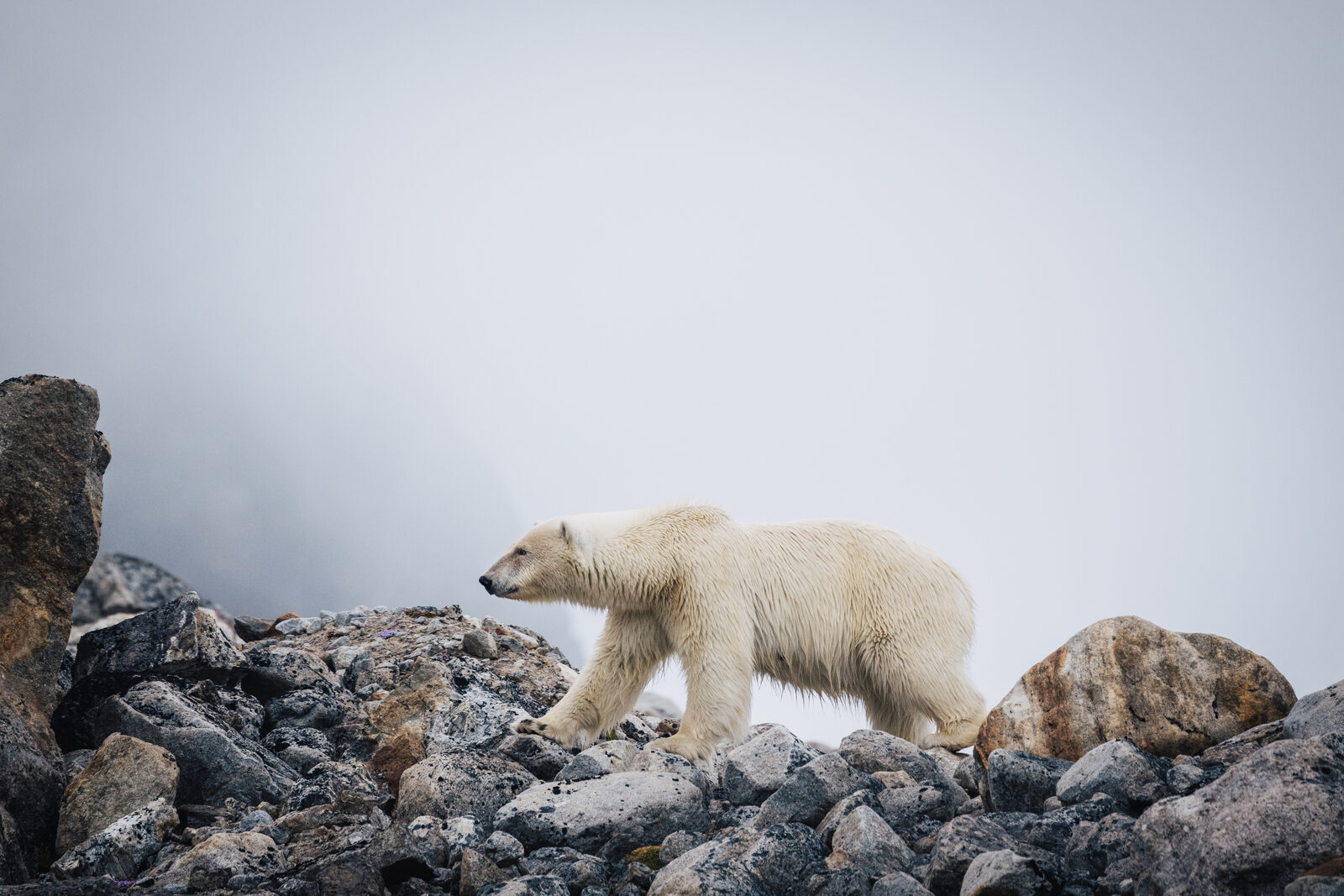 Polar bears swimming in Arctic waters off Svalbard