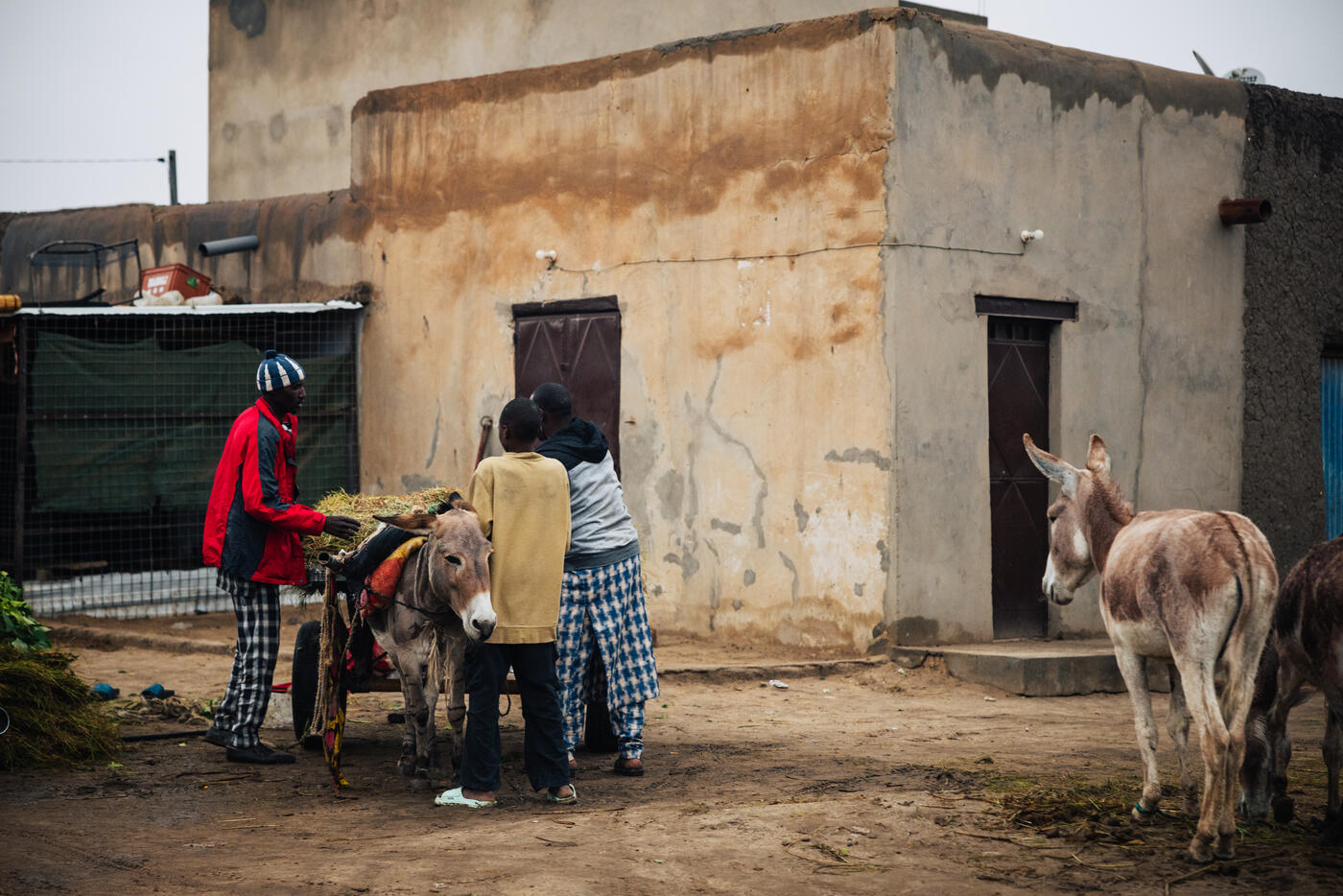 People with donkeys on sandy road