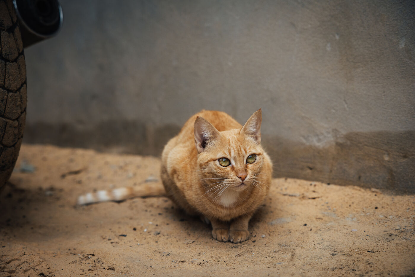 Orange cat sitting on sandy ground