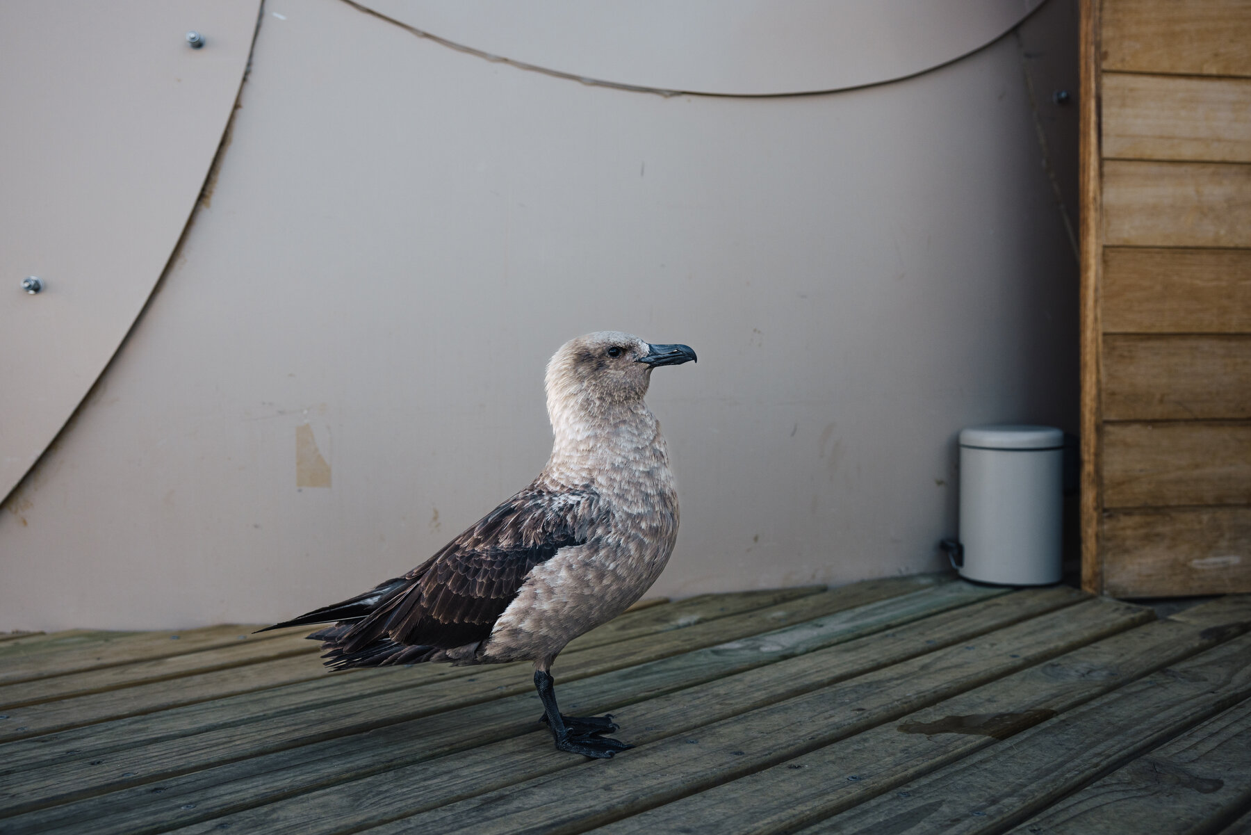 Antarctic skua standing alert on the wooden deck beside a Whichaway pod