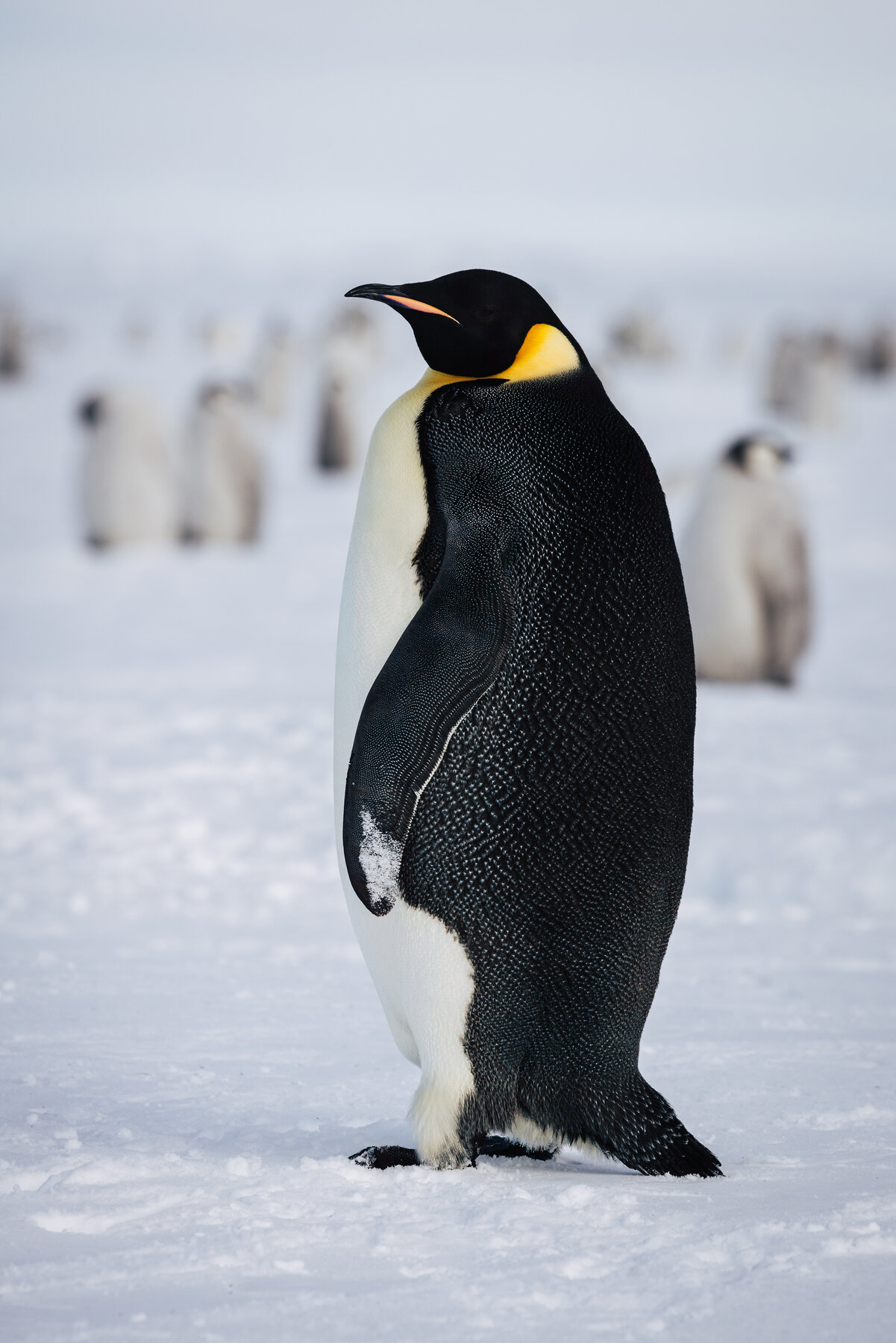 Adult Emperor penguin standing tall in profile showing golden ear patch and orange bill with chicks blurred behind