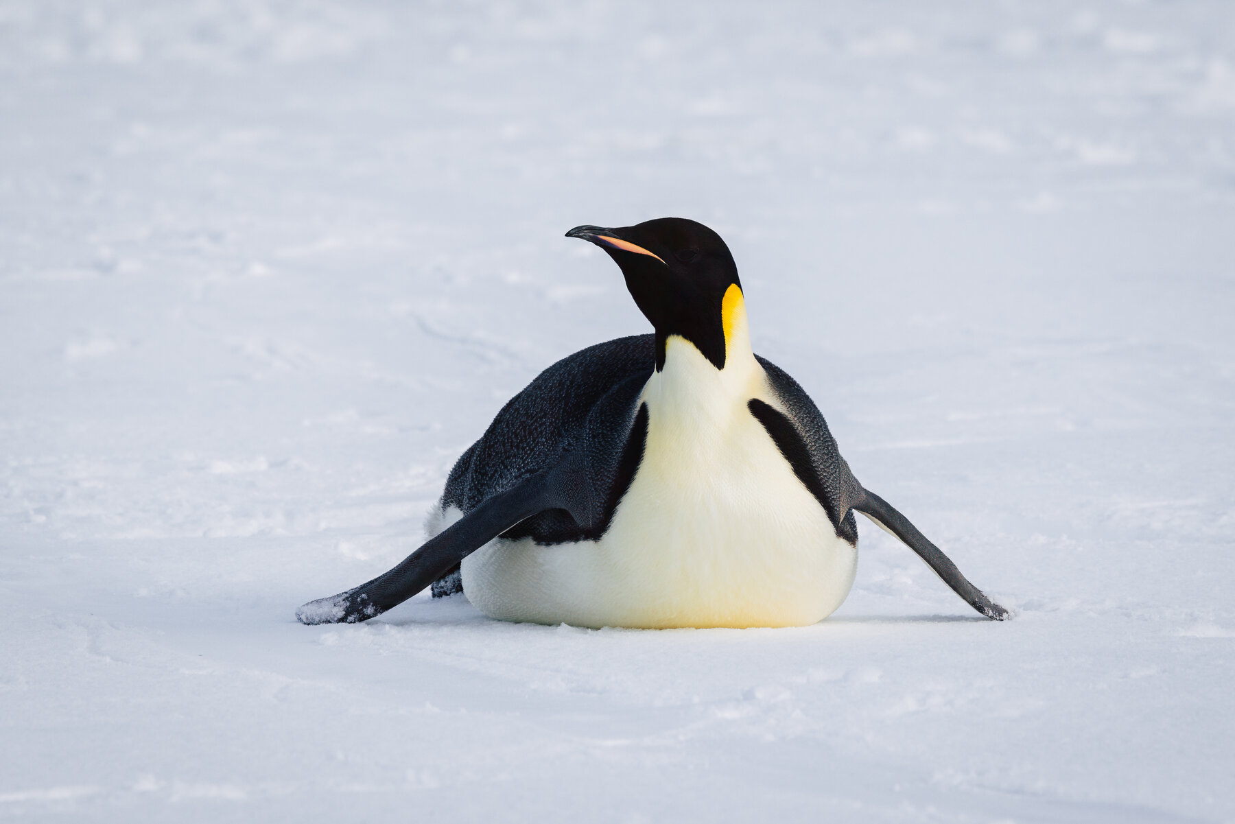 Adult Emperor penguin resting on its belly with flippers extended to the sides on white ice, yellow ear patch catching the sunlight