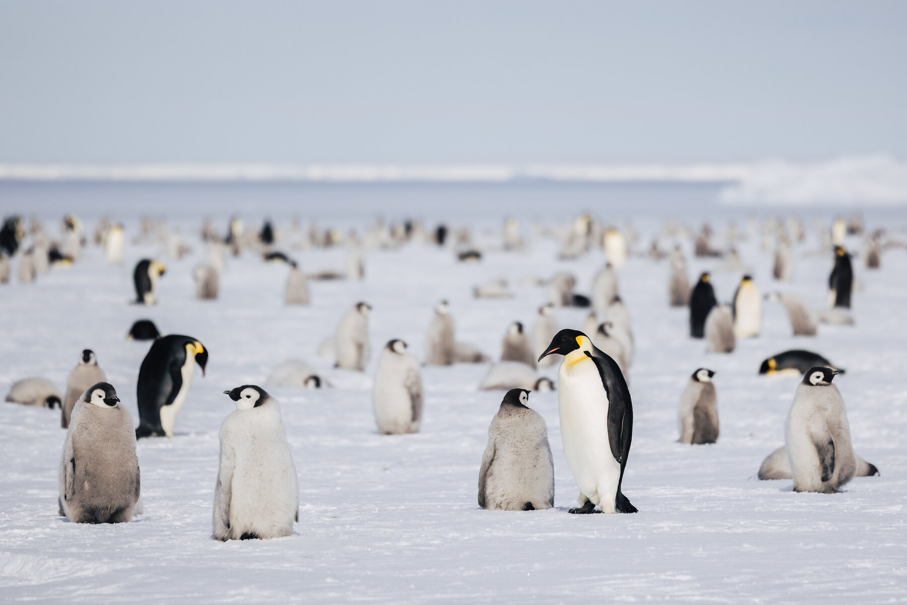 Adult Emperor penguin standing tall among a group of grey chicks on the ice