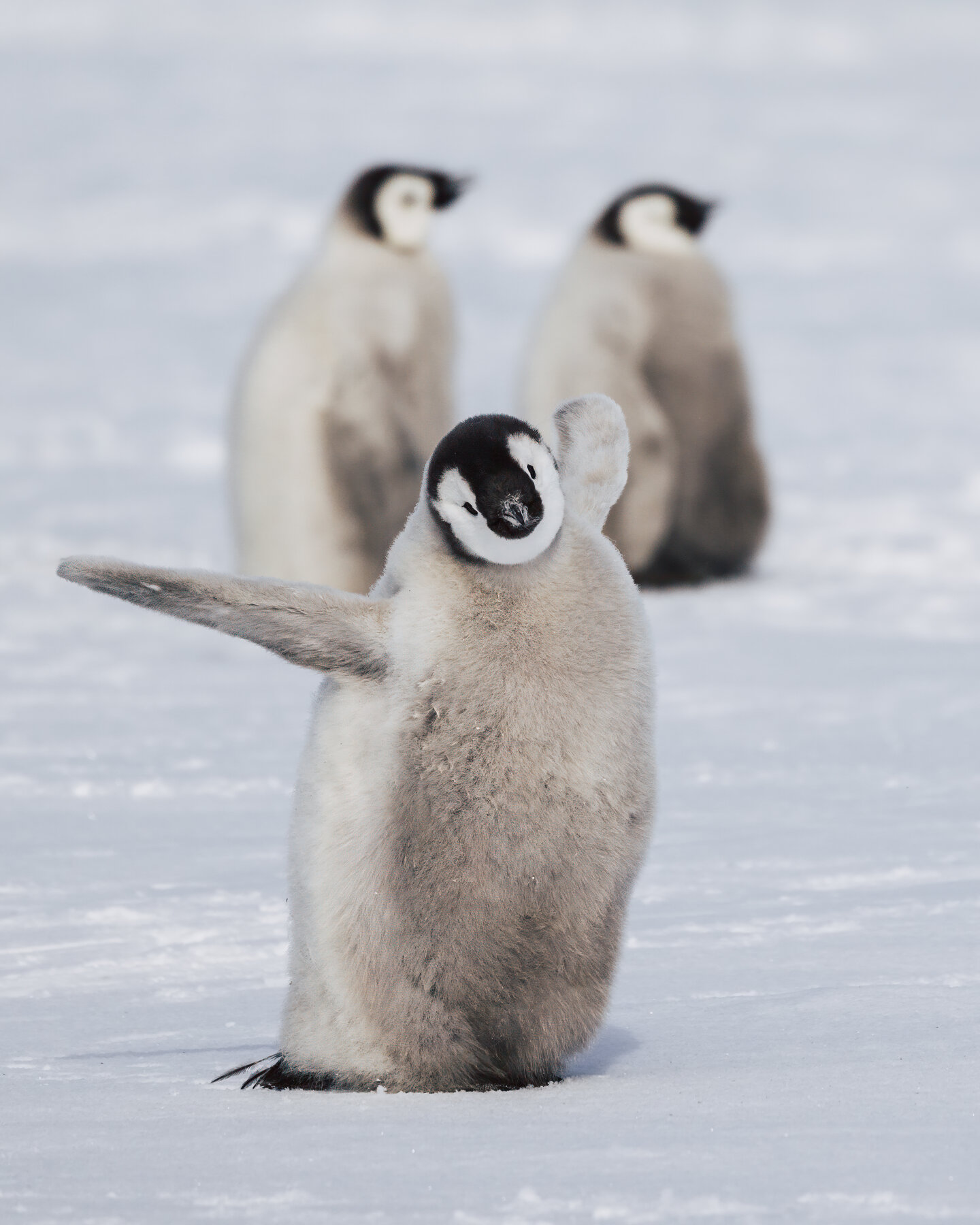 Emperor penguin chick with head cocked and one flipper extended to the side, two other chicks out of focus behind