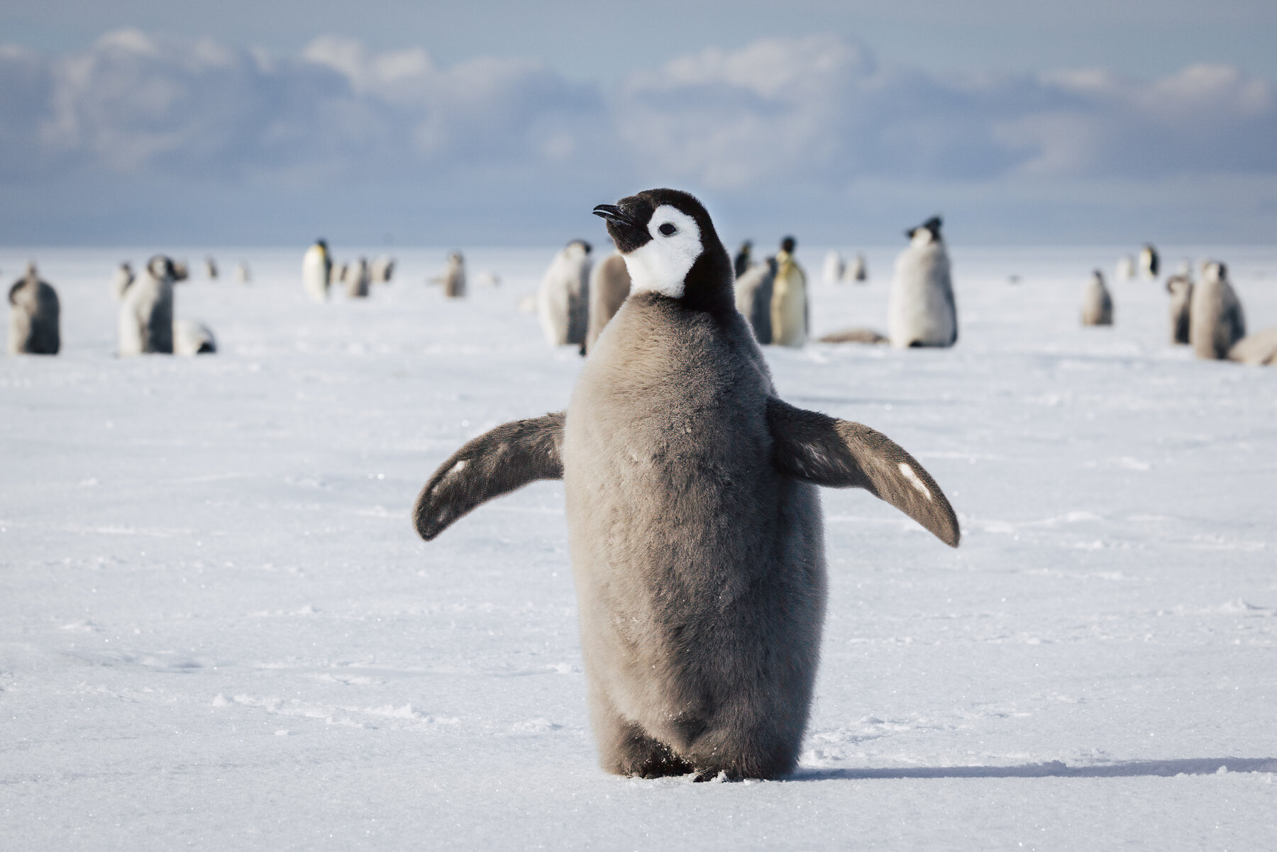 Emperor penguin chick standing with both flippers spread wide like a cape on the Antarctic ice