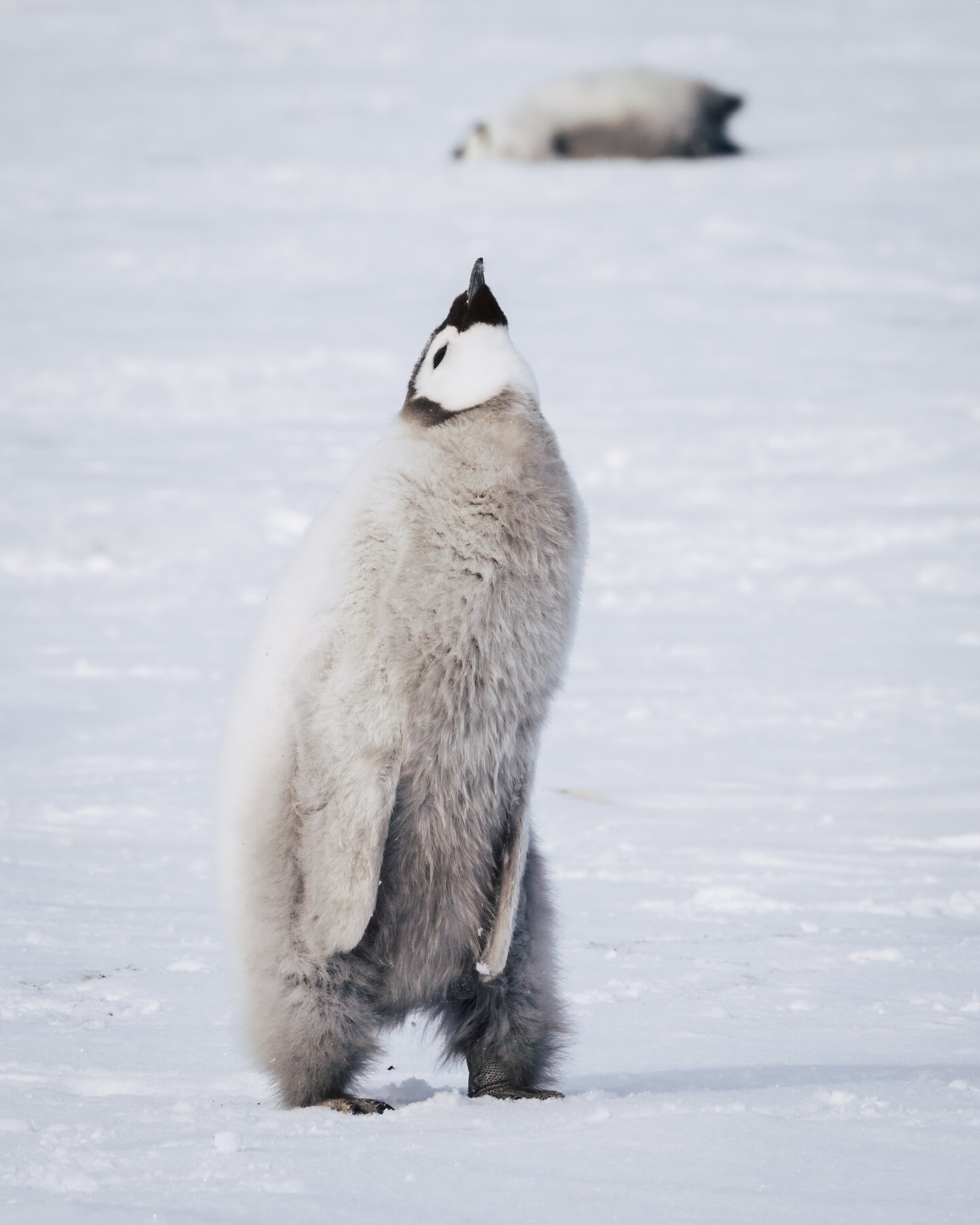 Solo Emperor penguin chick with head tilted up to the sky, another chick lying on ice behind it
