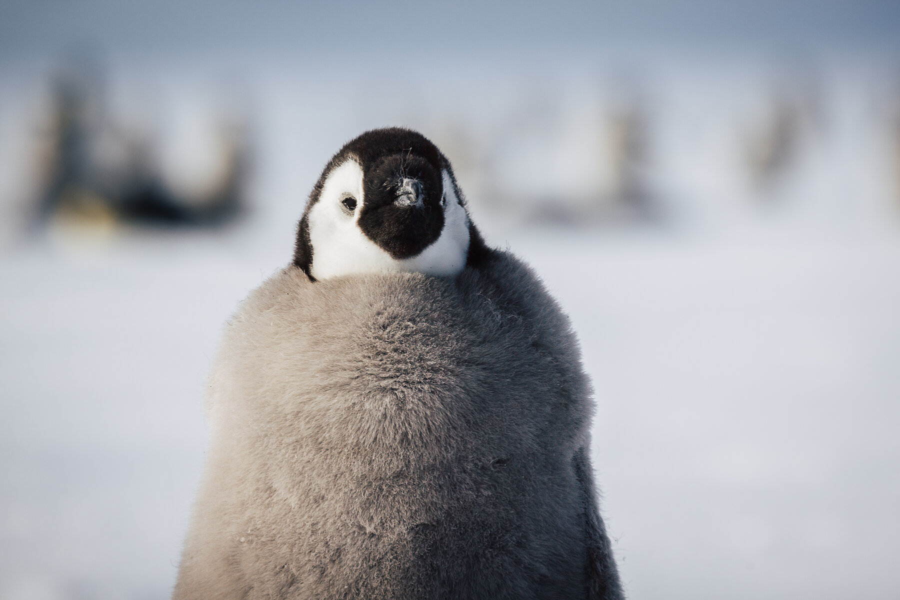 Close-up headshot of a fluffy grey Emperor penguin chick with soft shallow depth of field background