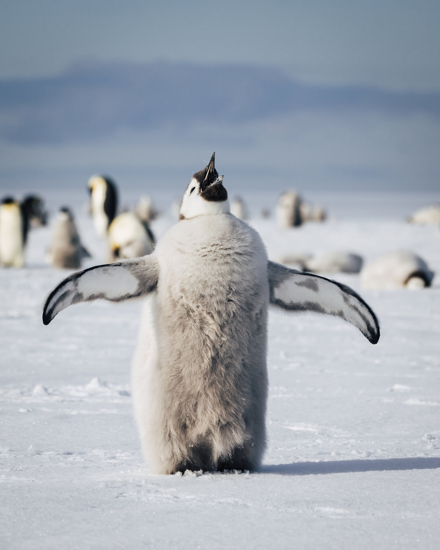 Emperor penguin chick facing camera with both flippers fully extended horizontally in a T-pose with head tilted back