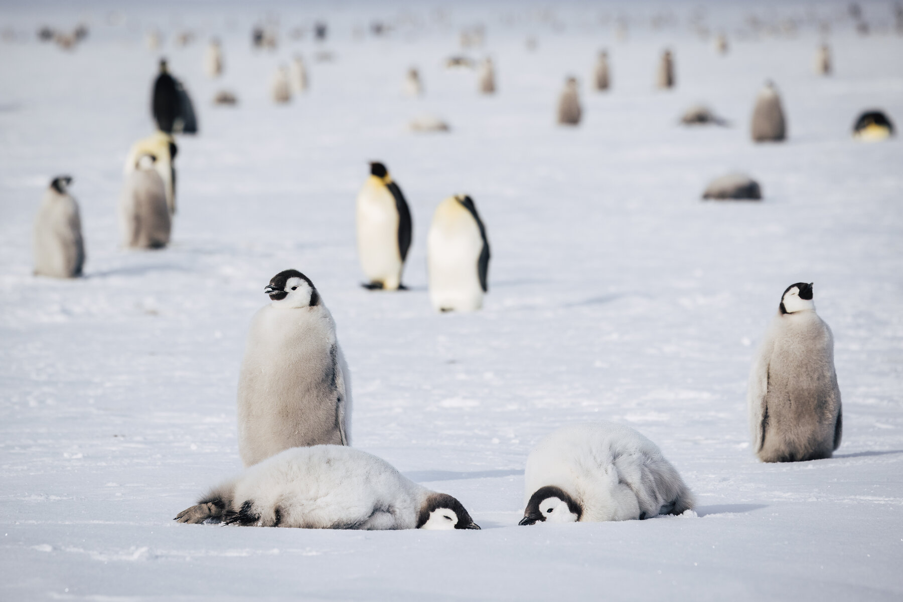 Two Emperor penguin chicks sprawled on the ice napping with another standing sentinel and adults scattered in background