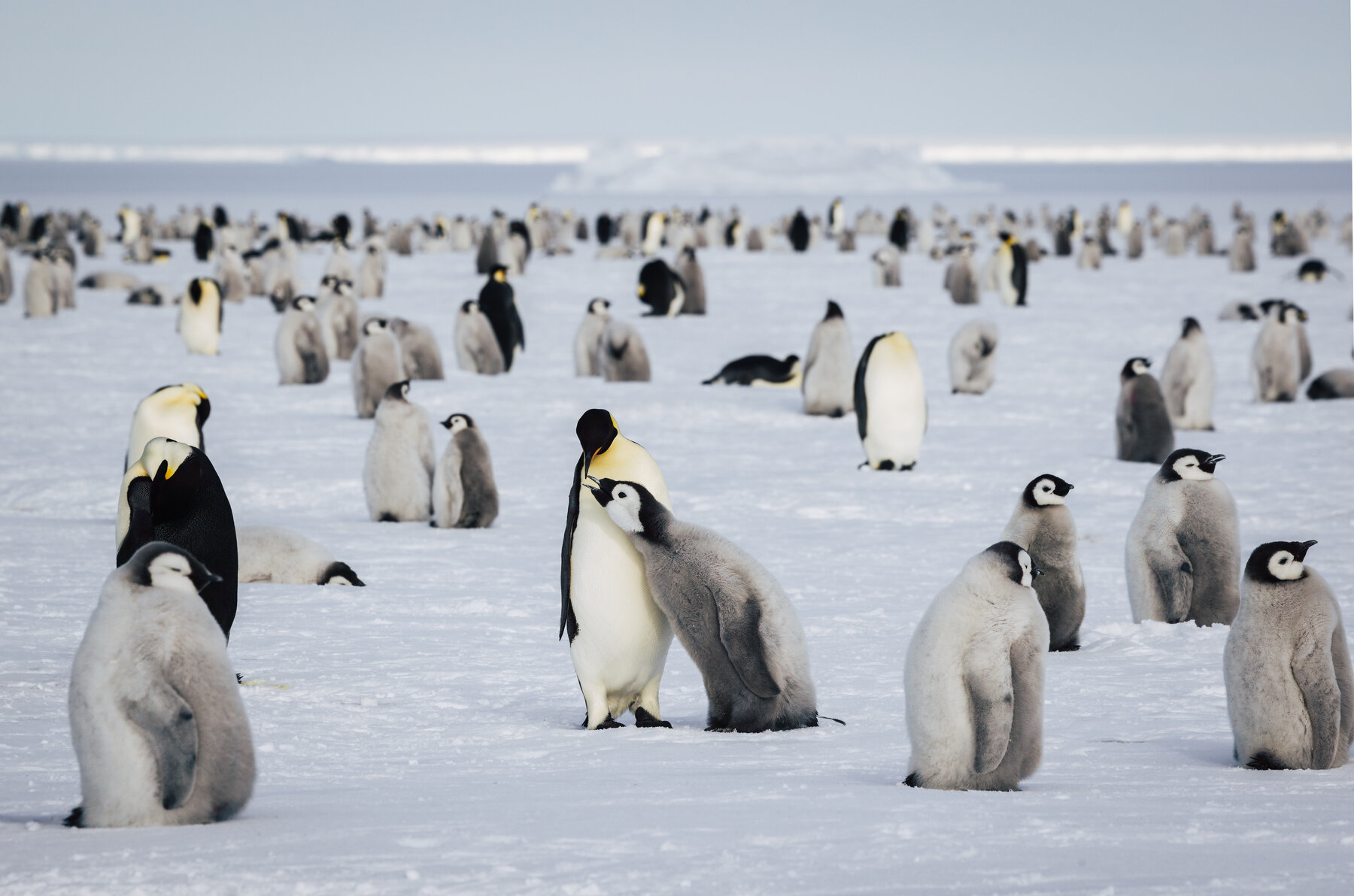 Adult Emperor penguin reaching down to its chick in the middle of a vast colony spread across the Antarctic sea ice