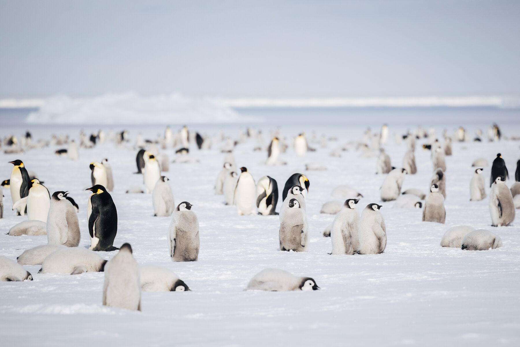 Mid-range view of Emperor penguin adults and grey chicks clustered on the sea ice