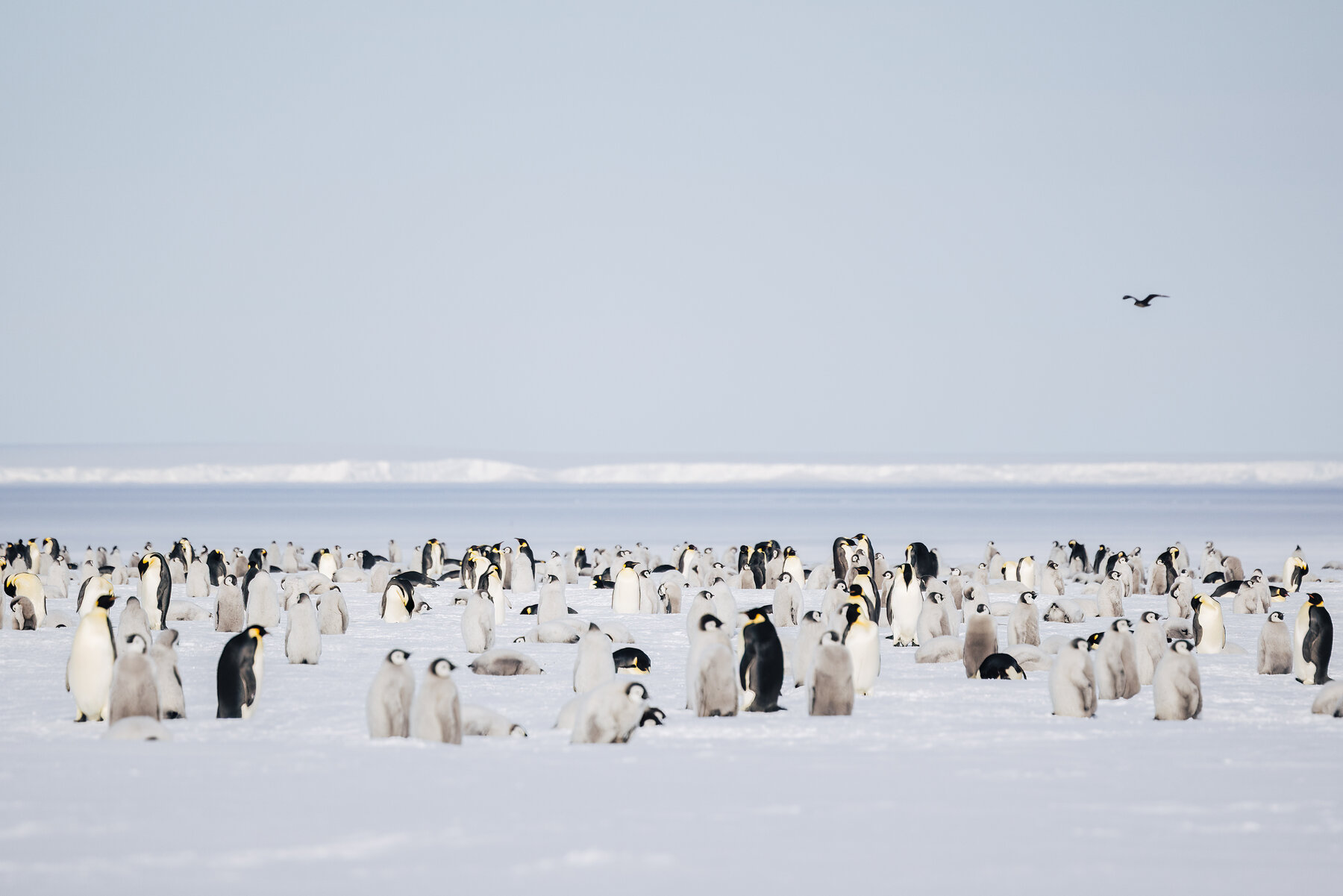 Panoramic view of the Emperor penguin colony at Atka Bay with hundreds of adults and grey chicks on sea ice and a skua flying in from the right
