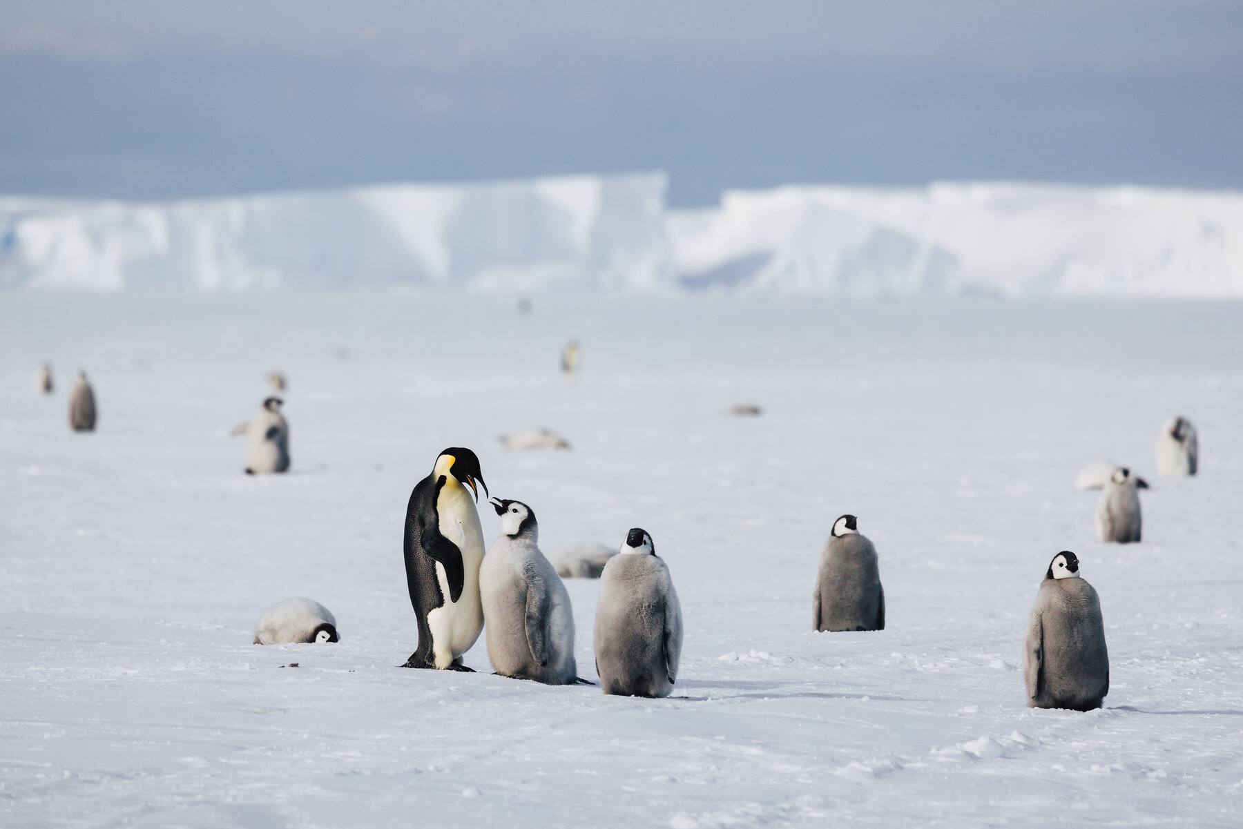 Adult Emperor penguin feeding its chick with iceberg walls visible on the horizon behind
