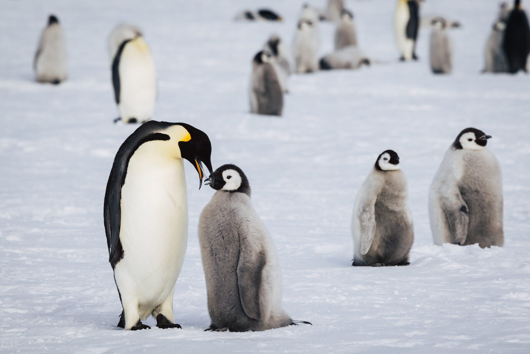 Adult Emperor penguin leaning down mouth to mouth with its chick in a feeding moment while other chicks watch nearby