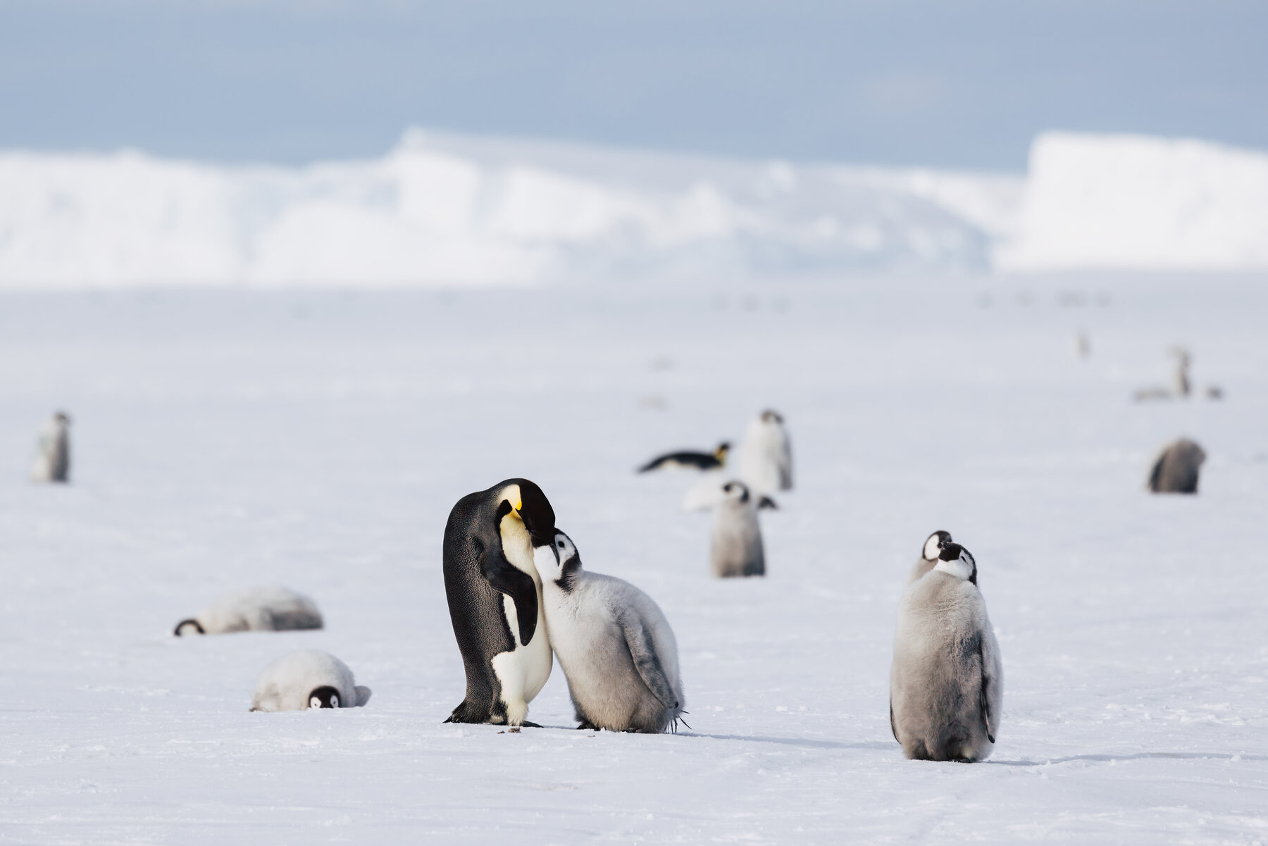 Wide scene of an adult Emperor penguin feeding its chick with iceberg wall on the horizon behind