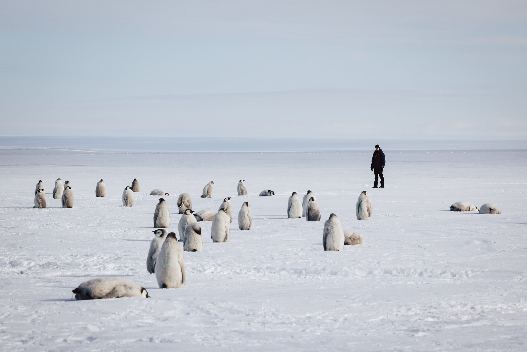 Lone traveler walking among scattered Emperor penguin chicks with a flat white horizon behind