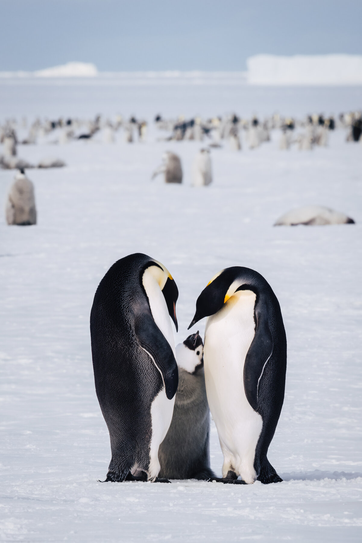 Two adult Emperor penguins bowing inward toward their grey chick sheltered between them forming a heart shape with icebergs on the horizon