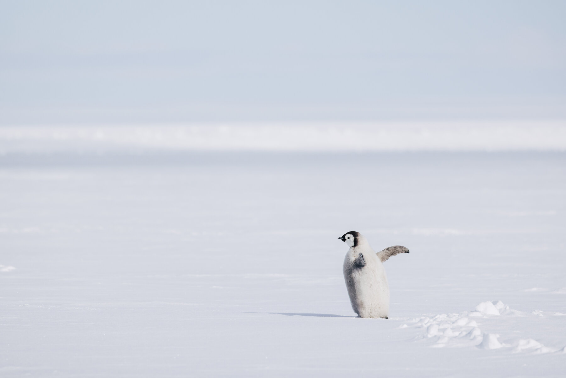 Single Emperor penguin chick standing alone on a vast white expanse with one flipper extended