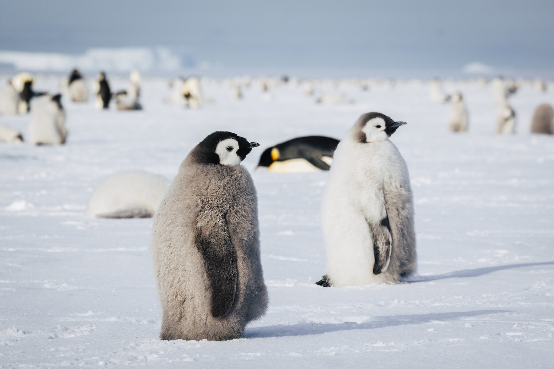 Two Emperor penguin chicks standing face to face with an adult lying on its belly on the ice behind them