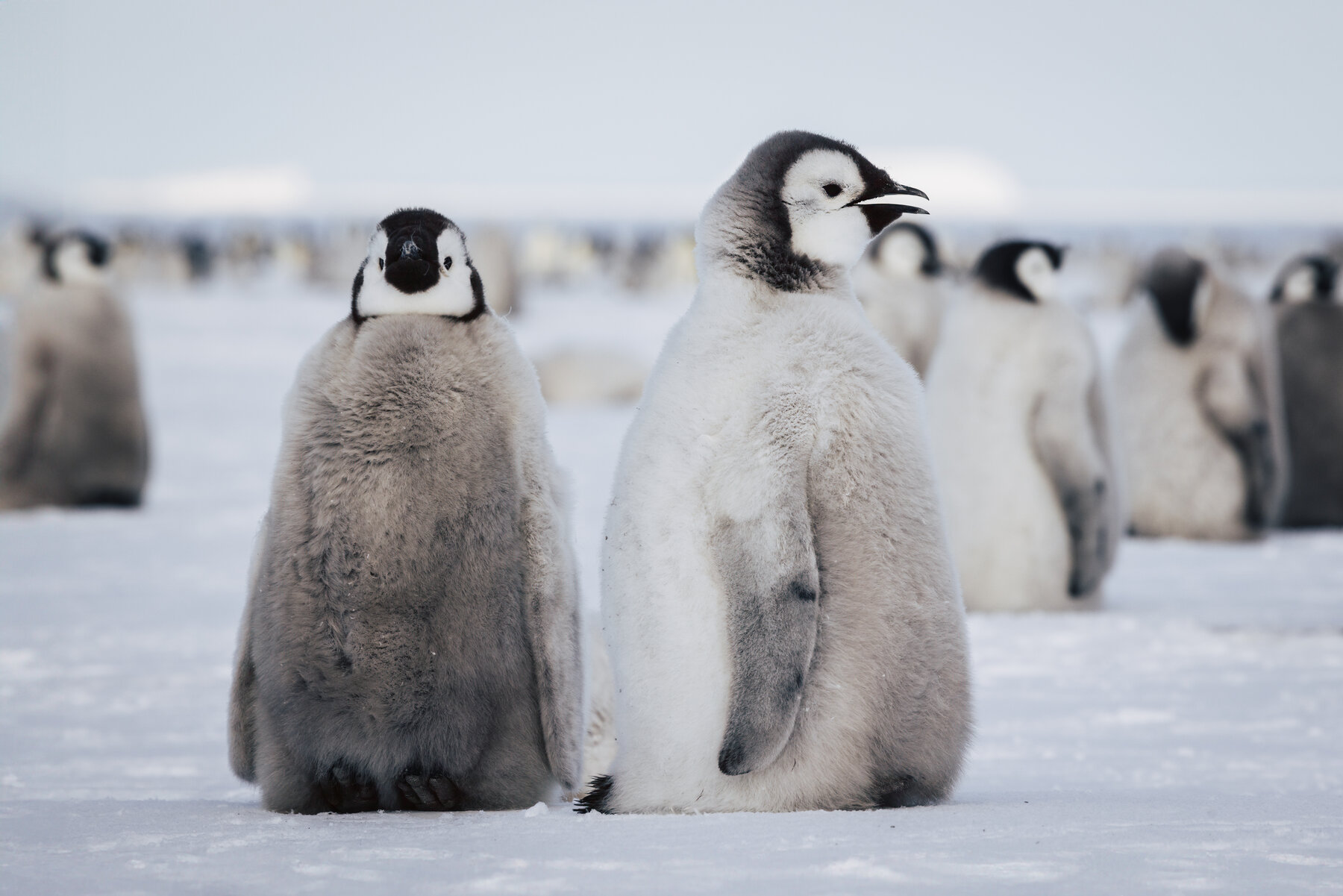Two Emperor penguin chicks side by side, one facing camera and one in profile with beak slightly open