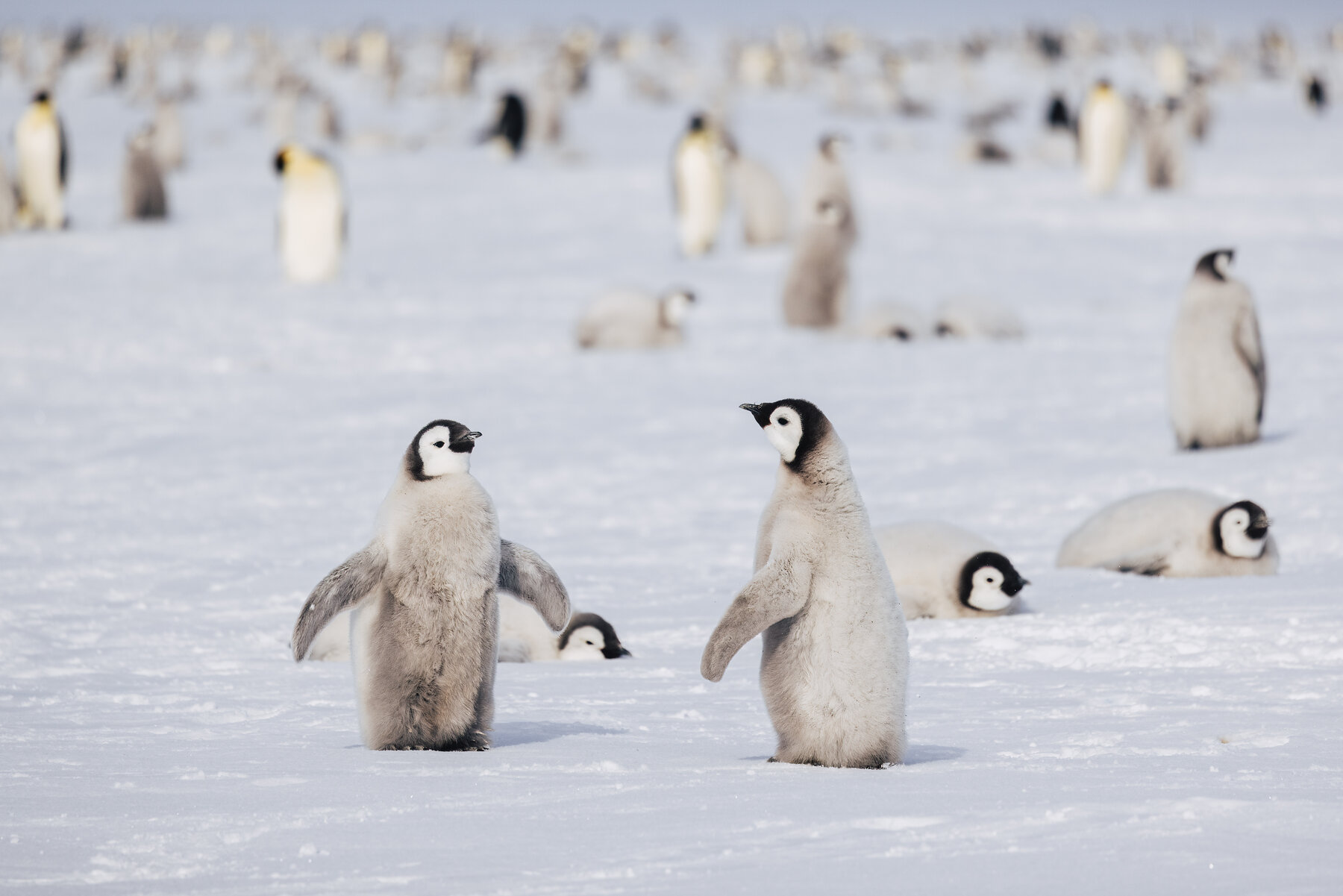 Two Emperor penguin chicks standing upright side by side with wings slightly lifted