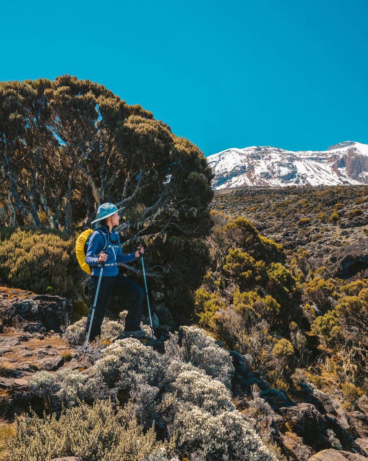 Hiker with trekking poles beside a gnarled tree heather with Kilimanjaro's snowy summit beyond