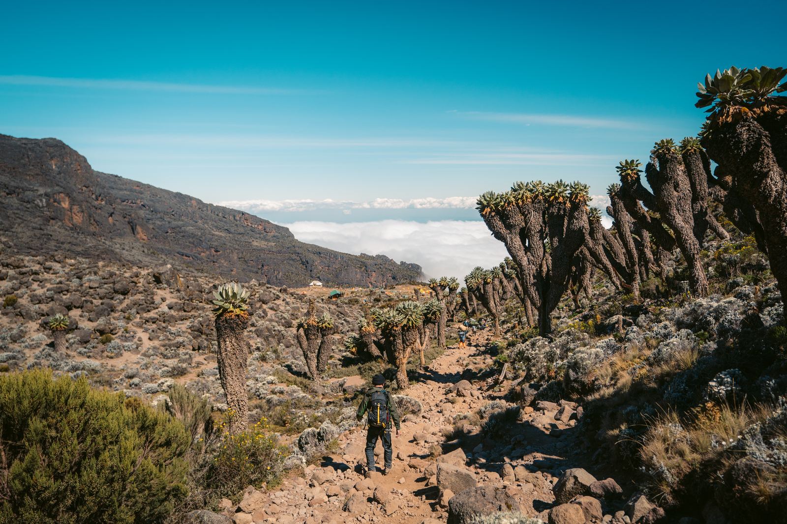Rocky terrain with giant groundsel plants and distant mountain views on Kilimanjaro
