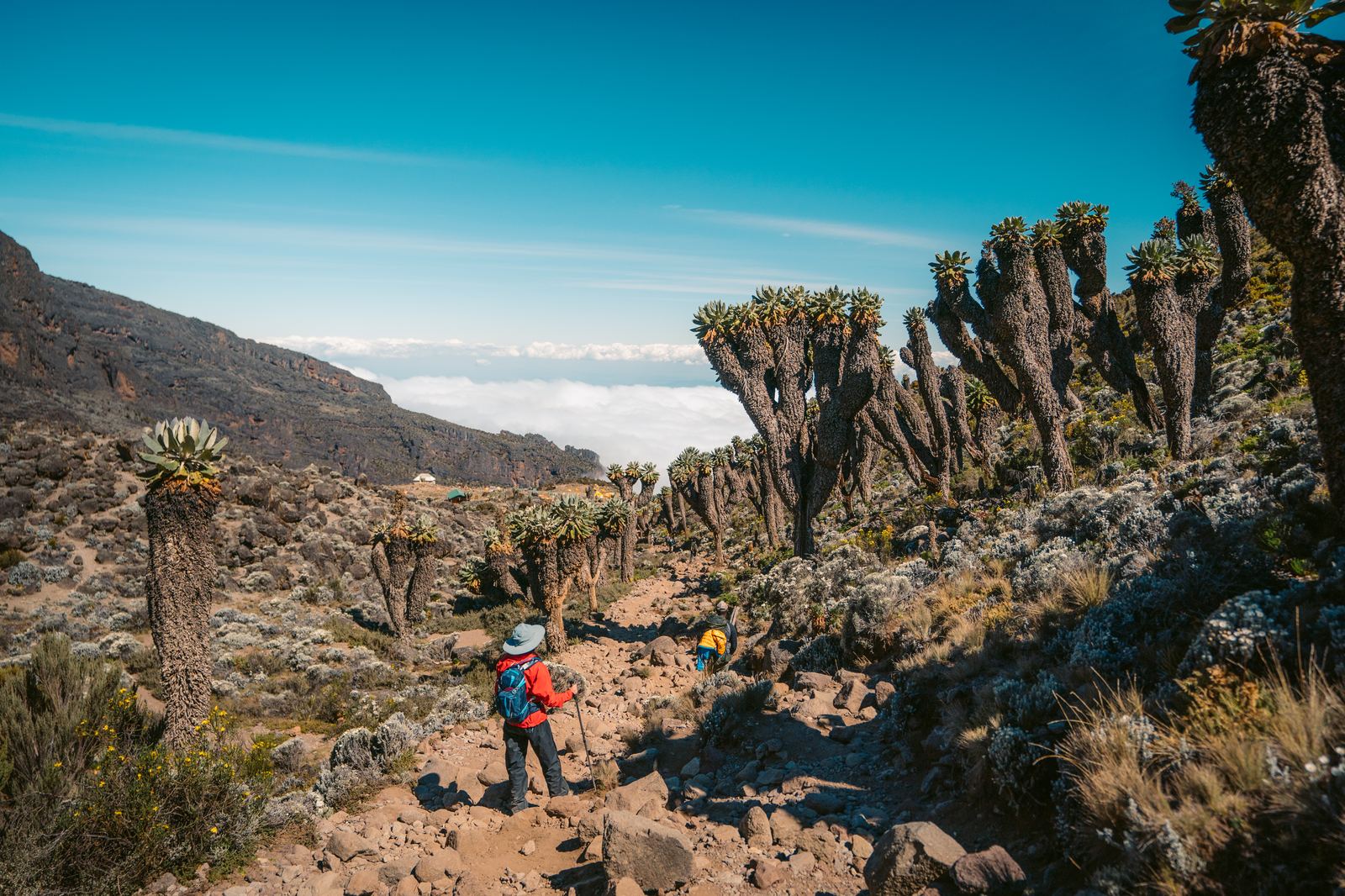 Hiker in red jacket walking among giant groundsel plants on Kilimanjaro alpine plateau