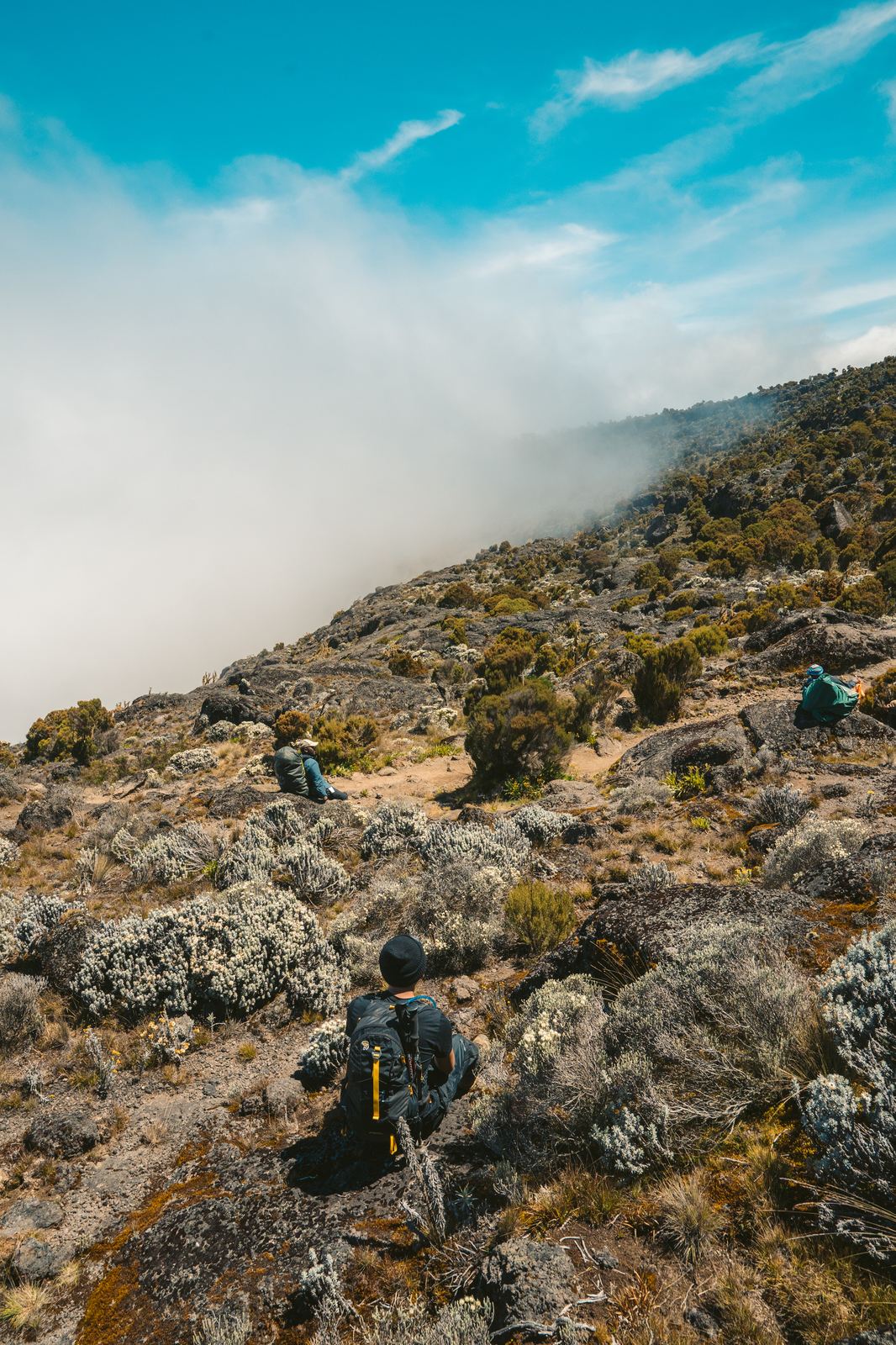 Hiker in the misty moorland zone on Kilimanjaro
