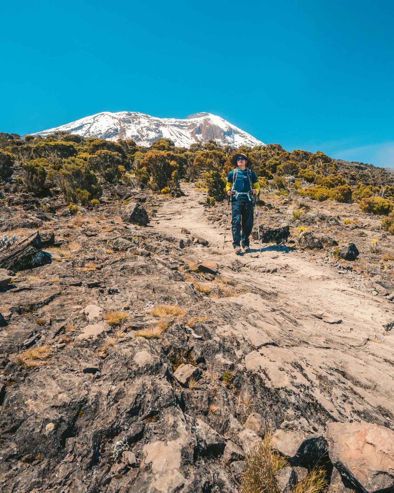 Climber on the trail with Kilimanjaro's snow-covered summit rising ahead